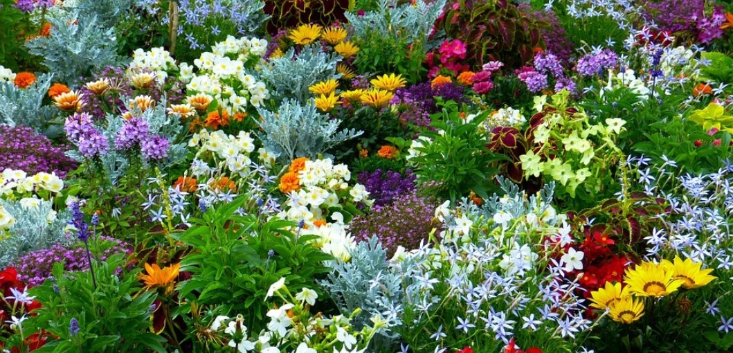 What Is A Flower Garden And How To Grow Flowers At Home