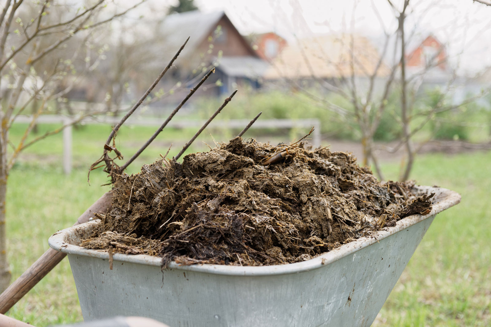 how-does-manure-work-and-what-type-is-the-best-for-vegetable-gardening