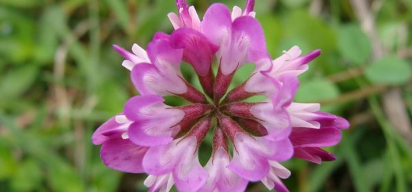 Wide-Ranging Health Benefits of Astragalus