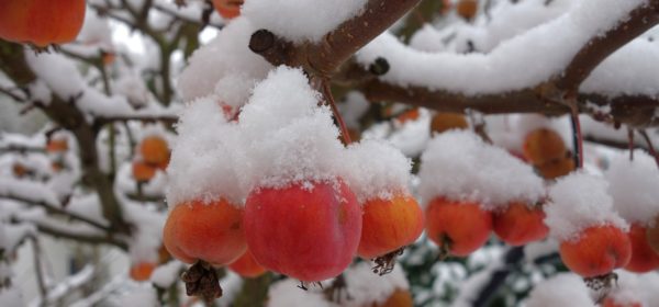 Preparing Your Garden For The First Freeze