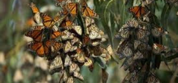 Monarch Butterflies: Endangered and faces challenges