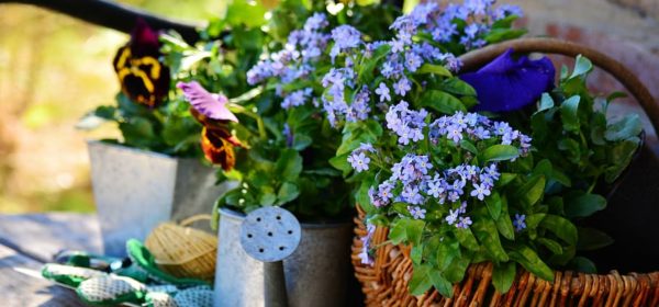 Over 40 Amazing Gardening Ideas