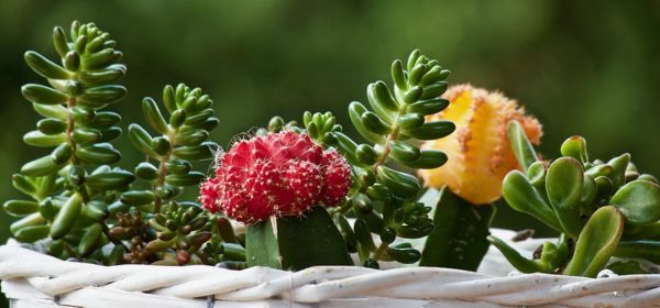 Tips for Beginners: Succulent Gardening