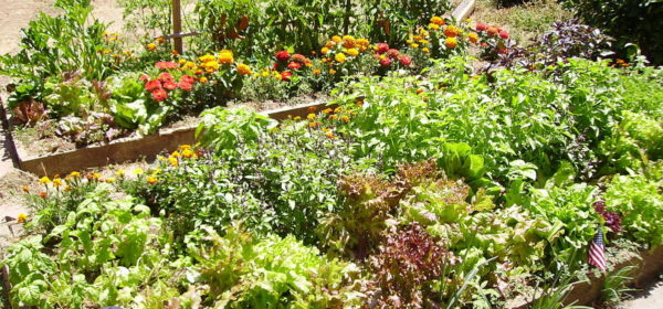 Here’s Why You Need to Consider raised bed gardening