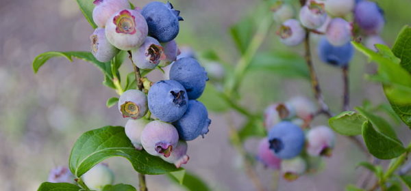 Growing and Caring for Bluberries