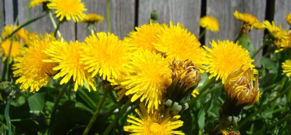 Not Mowing Dandelions is a Help to Bees