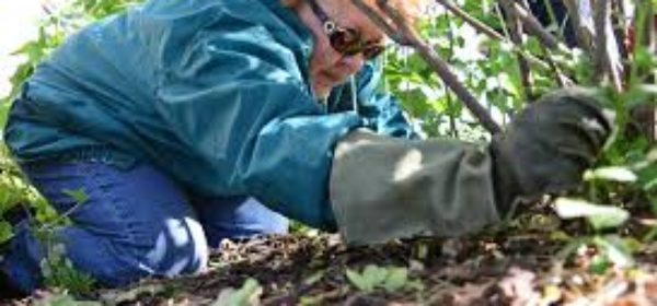 Gardening Tips For the Aged and Physically Challenged