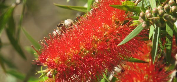 Native Plant Gardening