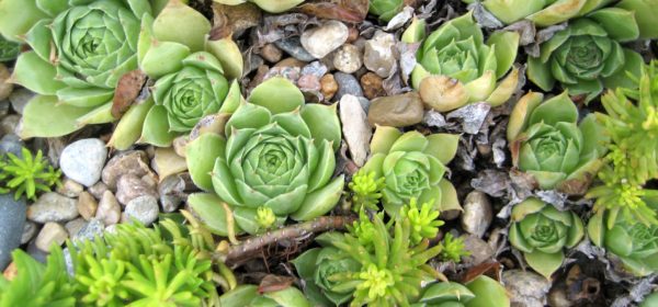 Jellyfish Succulents