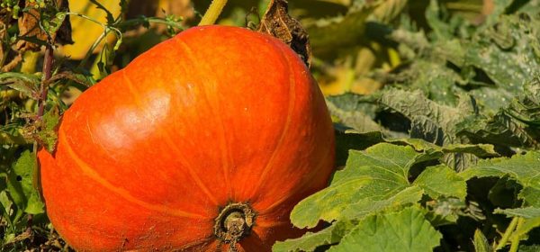 How to Grow the Perfect Pumpkins