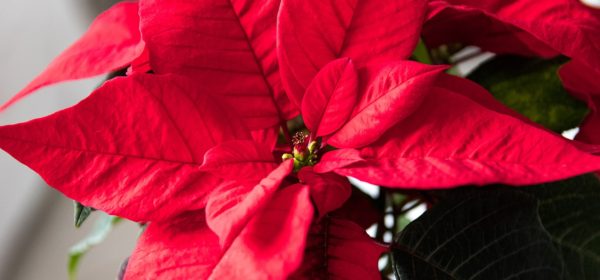 Poinsettia : The Most Popular Christmas Flower