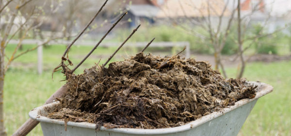 How Does Manure Work and What Type is the Best for Vegetable Gardening?