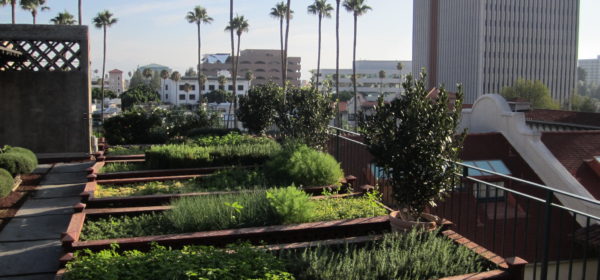 Rooftop Gardening