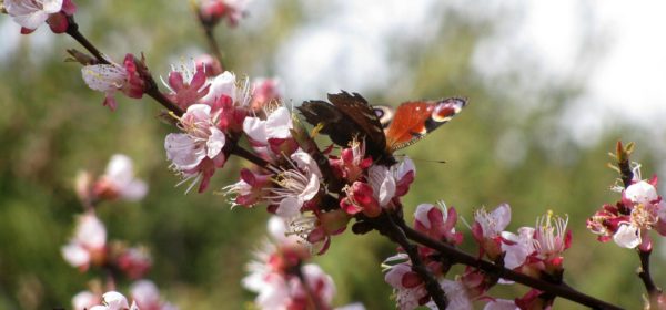 Spring Gardening on a Budget