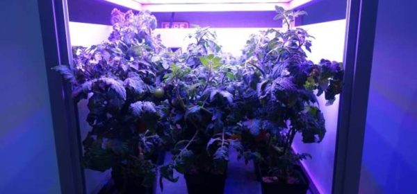 Can Gardening in Space Really Help Astronauts Cope with Isolation?