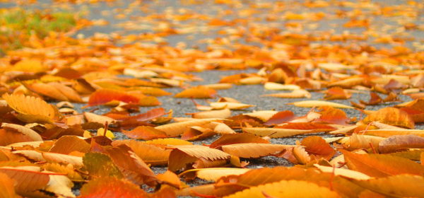 Recycling Fallen Leaves