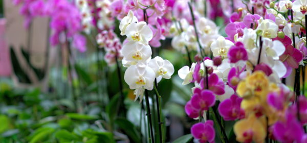 A Nifty Way To Cultivate Your Own Orchid Plants