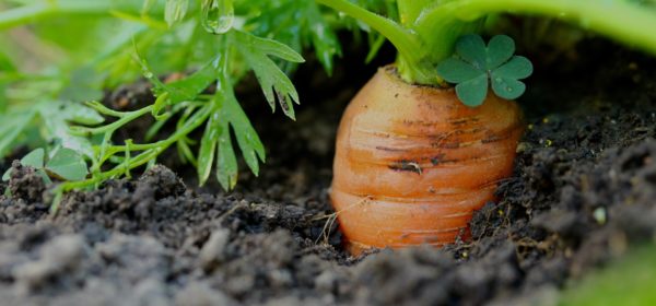 Three Ideas For Getting Your Vegetables Started Early