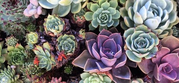 Find the Perfect Succulent Plant Within Your Budget