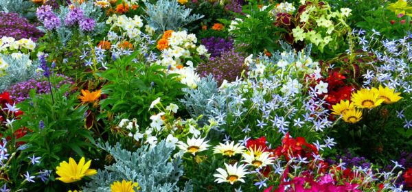 How to Grow Your Own Flower Garden