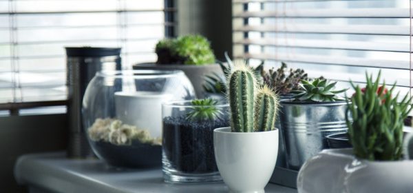 Amazing, Easy-to-Care For Plants You Can Grow Indoors